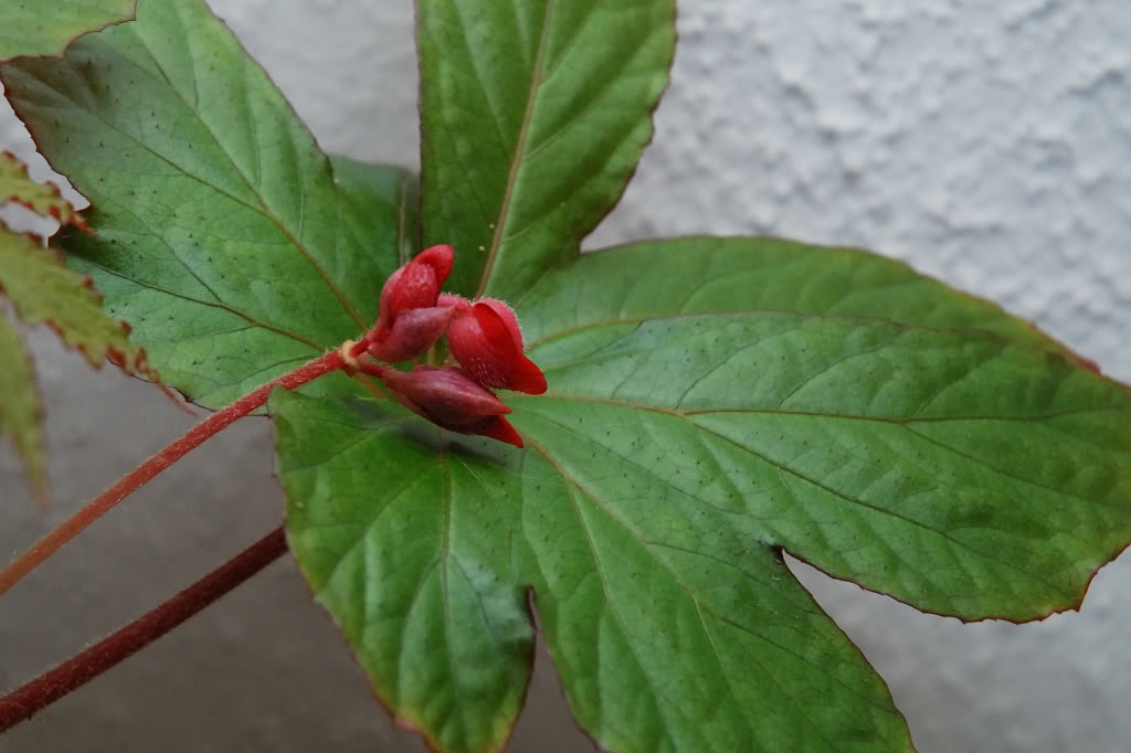 B. circumlobata